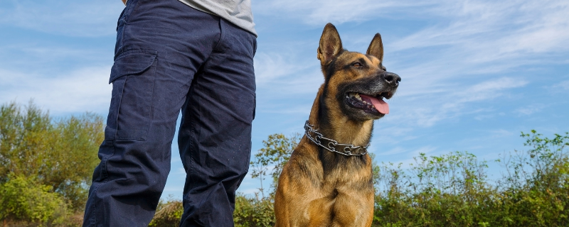 métier maitre-chien